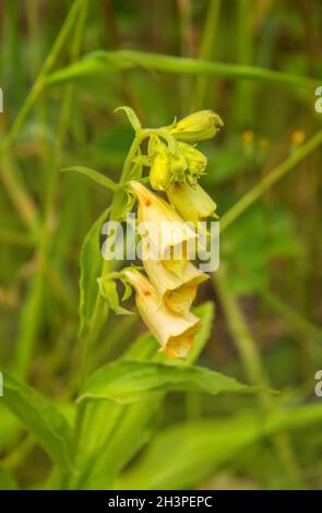 Großblütiger Fuchshandschuh „Digitalis garniflora“ Stockfoto