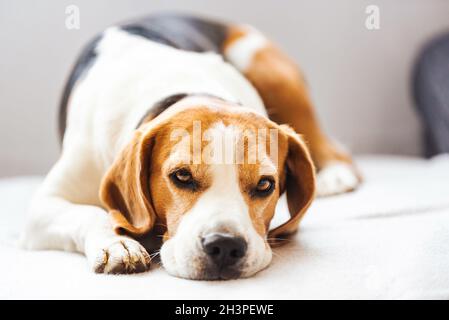 Beagle Hundemüde schläft auf einem gemütlichen Sofa. Stockfoto