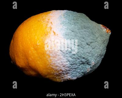 Eine Zitronenhälfte, die mit grünem Schimmel auf schwarzem Hintergrund bedeckt ist Stockfoto