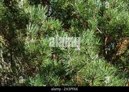 Pinus mugo ssp. Rotundata, Moorkiefer Stockfoto