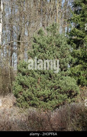 Pinus mugo ssp. Rotundata, Moorkiefer Stockfoto