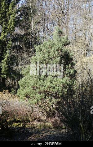 Pinus mugo ssp. Rotundata, Moorkiefer Stockfoto