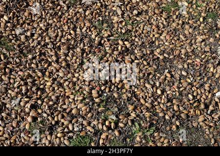 Quercus robur, deutsche Eiche, Eicheln Stockfoto