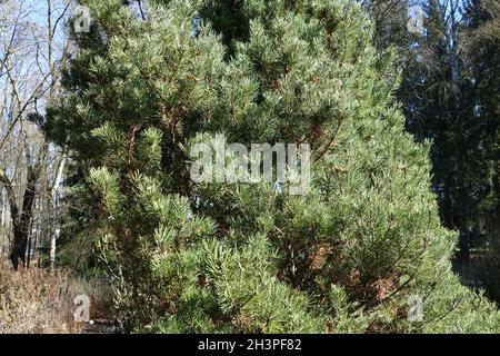 Pinus mugo ssp. Rotundata, Moorkiefer Stockfoto