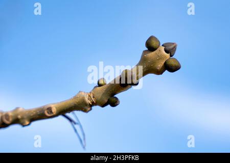 Ast und Knospen einer europäischen Asche (Fraxinus excelsior) Im Winter im Wald Stockfoto