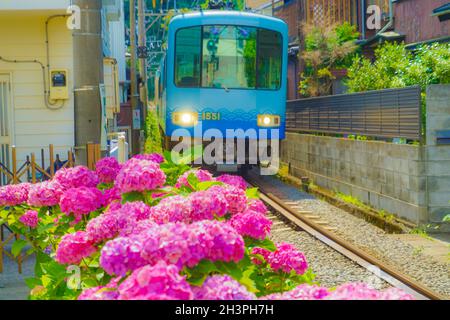 Hortensia und Enoshima Electric Railway Stockfoto