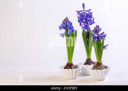 Blaue Hyazinthen in weißen Keramikschalen. Stockfoto