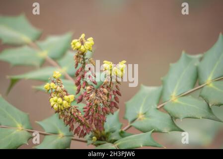 Gewöhnliche Oregon-Traube Stockfoto