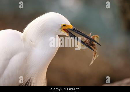 Wilde Reiher auf den Atlantischen Ozean, Florida, USA Stockfoto