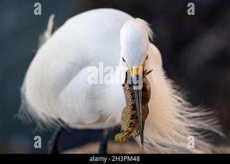 Wilde Reiher auf den Atlantischen Ozean, Florida, USA Stockfoto