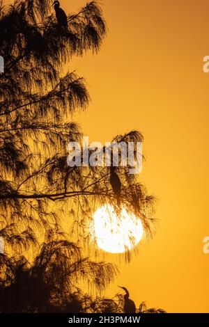 Vögel schützen bei Sonnenuntergang in einem Baum. Florida, USA. Stockfoto