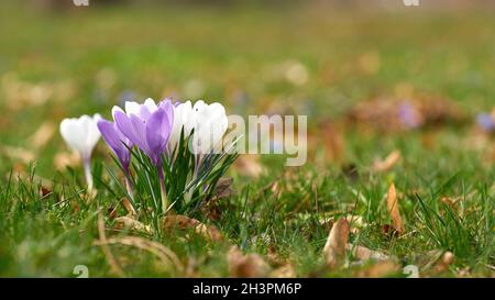 Blühende Krokusse auf einer Wiese im Herrenkrugpark im Norden Von Magdeburg in Deutschland im Frühling Stockfoto