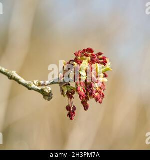 Männliche Blüten eines Ahornhorns (Acer negundo) Im Frühling in einem Park in Magdeburg Stockfoto