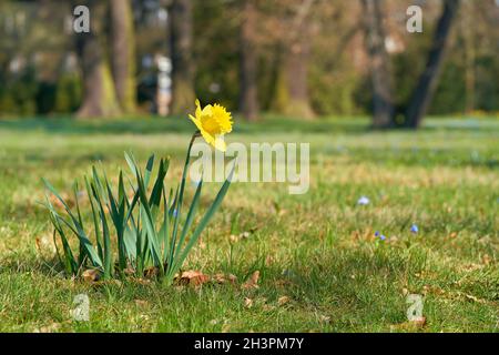 Daffodil (Narcissus pseudonarcissus) Auf einer Wiese im Herrenkrugpark bei Magdeburg im Feder Stockfoto