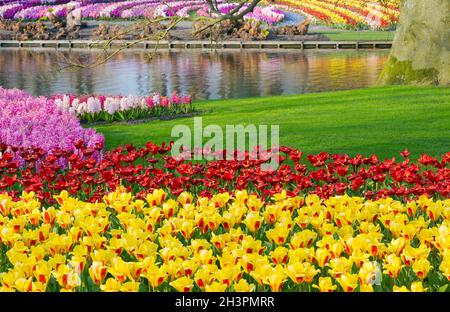 Schöne gelbe Tulpen und hypochondrischen Hyazinthen Weiher. Frühlingspark. Stockfoto