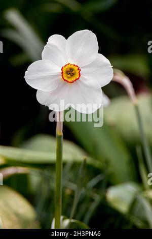 Im Frühling blüht der Phasantauge-Daffodil (Narcissus poeticus) Stockfoto