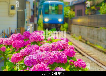 Hortensia und Enoshima Electric Railway Stockfoto