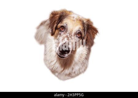 Großer Hund aus nächster Nähe, isoliert Stockfoto