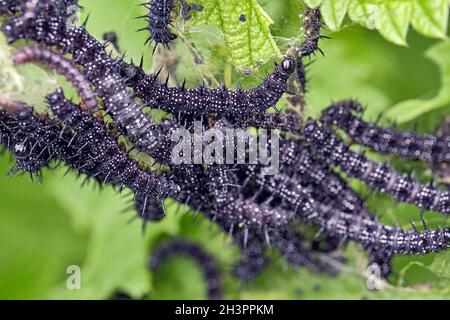 Raupen des Pfauenschmetterlings ( Aglais io ). Stockfoto