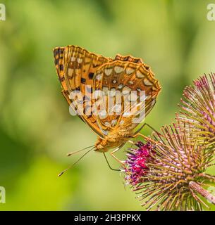 Hoher brauner Fritillär „Argynnis adippe“ Stockfoto