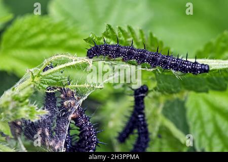 Raupen des Pfauenschmetterlings ( Aglais io ). Stockfoto