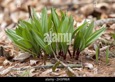 Wilde Rampen - Bärlauch ( Allium tricoccum), allgemein bekannt als Rampe, Rampen, Frühlingszwiebeln, Wildlauch Stockfoto