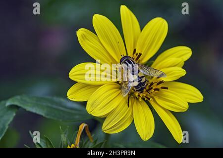 Große Sumpffliege ( Helophilus trivittatus ). Stockfoto