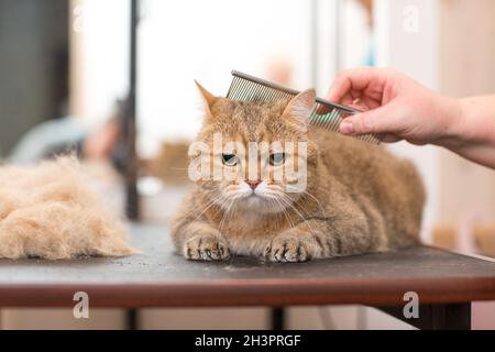 Pflege von Katzen und Haustieren im Schönheitssalon. Stockfoto