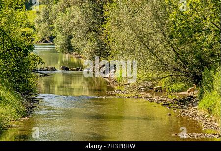 Aare-Auen bei Brugg, Kanton Aargau, Schweiz Stockfoto