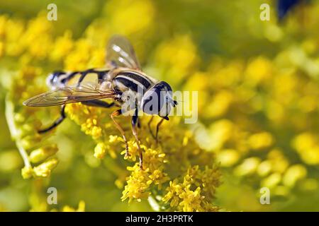 Große Sumpffliege ( Helophilus trivittatus ). Stockfoto