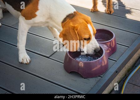 Beagle Hund Trinkwasser im Schatten auf Gras versteckt vor Sommersonne abkühlen. Sommer Hintergrund. Stockfoto