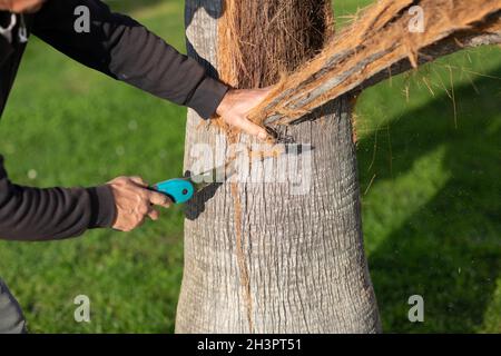 Ein Arbeiter schneidet die Rinde mit der Säge von der Palme ab Stockfoto