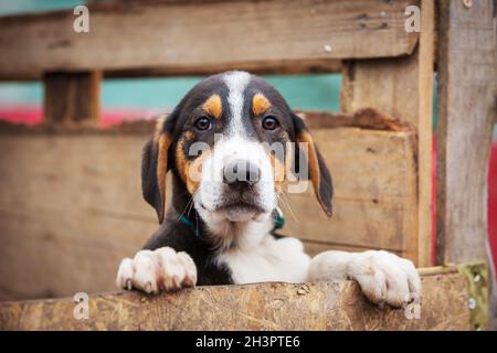 Porträt eines traurigen Hundewelpen im Schutz hinter dem Zaun Stockfoto