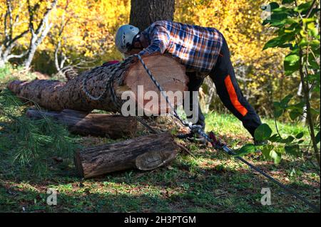 Holzfäller, der den Baumstamm für das Herausziehen aus dem Wald vorbereitet Stockfoto