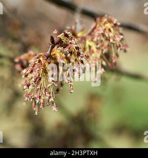 Blüte einer flatternden Ulme (Ulmus laevis) im Frühjahr an den Ufern der Elbe bei Magdeburg Stockfoto