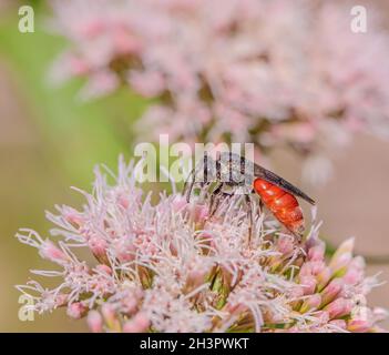 Blutbiene „Sphecodes albilabris“ Stockfoto