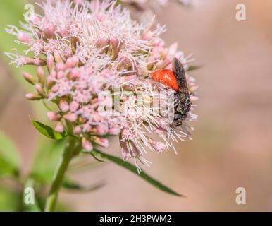 Blutbiene „Sphecodes albilabris“ Stockfoto