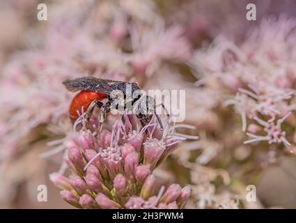 Blutbiene „Sphecodes albilabris“ Stockfoto