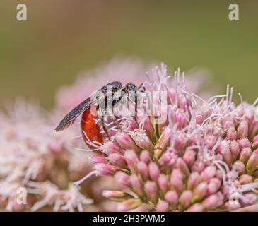 Blutbiene „Sphecodes albilabris“ Stockfoto