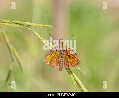 Großskipper „Ochlodes sylvanus“ Stockfoto