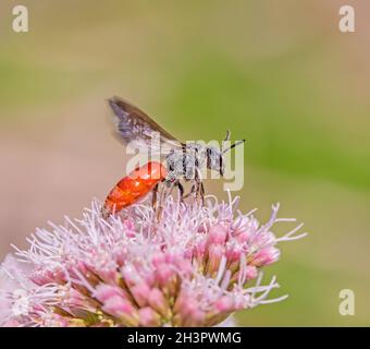 Blutbiene „Sphecodes albilabris“ Stockfoto