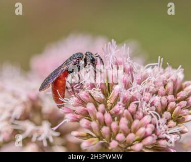 Blutbiene „Sphecodes albilabris“ Stockfoto