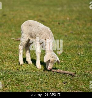 Alleinerziehend neugeborenes Lamm auf einer Wiese in einem Park bei Magdeburg in Deutschland Stockfoto