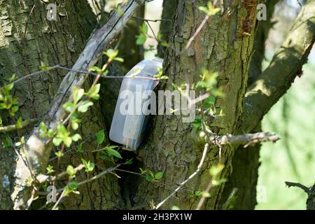 Geocaching-Versteck mit Cache in einer Kiste in einem Baum im Herrenkrugpark bei Magdeburg gefunden Stockfoto