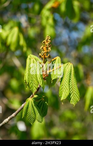 Blüte einer Rosskastanie (Aesculus) im Frühling in a park bei Magdeburg in Deutschland Stockfoto