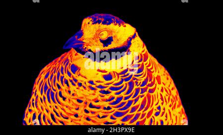 Reeve's Pheasant (Syrmaticus reevesii, männlich) in einer wissenschaftlichen High-Tech-Wärmebildkamera Stockfoto