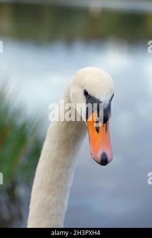 Stummer Schwan (Cygnus olor). Kopfporträt eines erwachsenen Vogels. Stockfoto