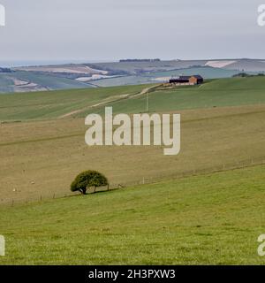 SOUTH DOWNS, EAST SUSSEX, Großbritannien - MAI 3 : Einzelbaum auf den hügeligen South Downs in Sussex am 3. Mai 2021 Stockfoto