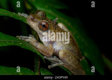 Gefährdeter Nebelfrosch (Litoria rheocola) auf einem Farn. Mount Bartle Frere, Queensland, Australien Stockfoto