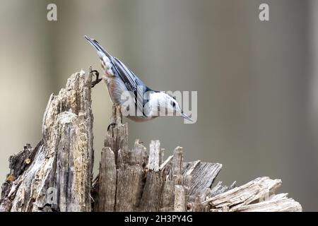 Der weißreihige Nuthatch (Sitta carolinensis) Stockfoto